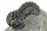 Curled Proetid (Gerastos) Trilobite Fossil - Morocco #377264-1